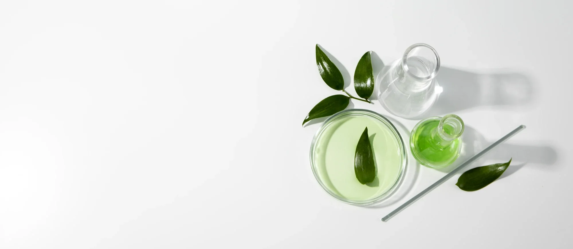 Green botanical extract in a petri dish with fresh leaves and lab glassware